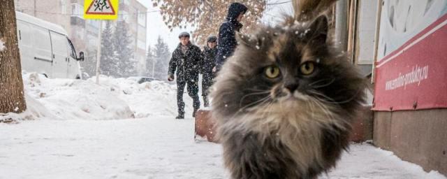 В Ростовской области в ночь на 10 ноября выпадет первый снег