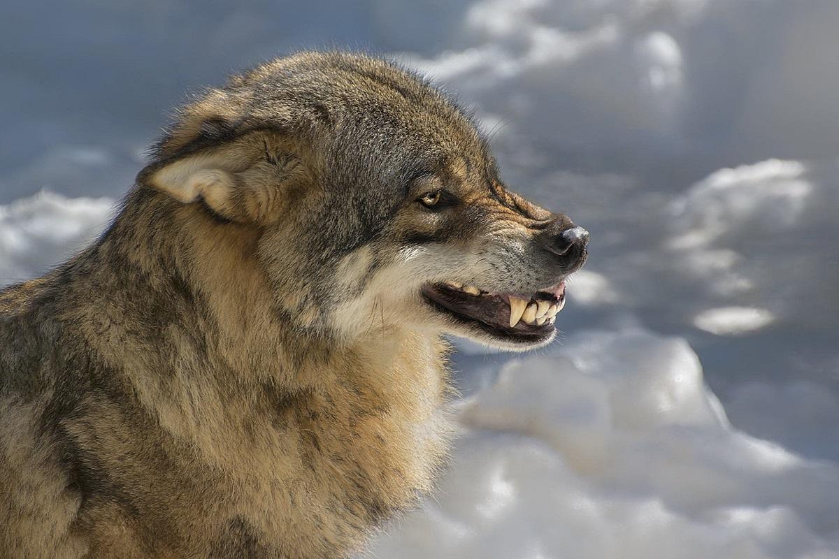 В результате нападения волка в Курганской области погибла женщина, еще трое местных жителей пострадали