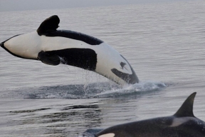 A pack of killer whales began to attack sailors in revenge for the injured female