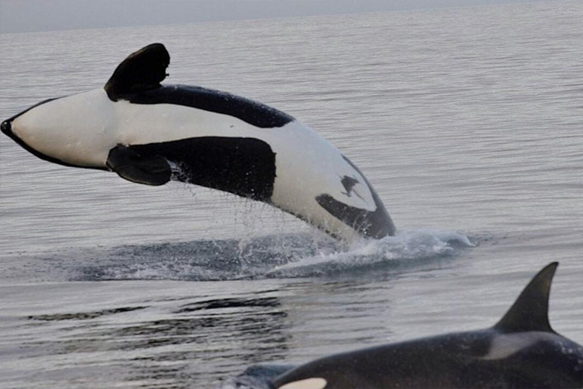 A pack of killer whales began to attack sailors in revenge for the injured female
