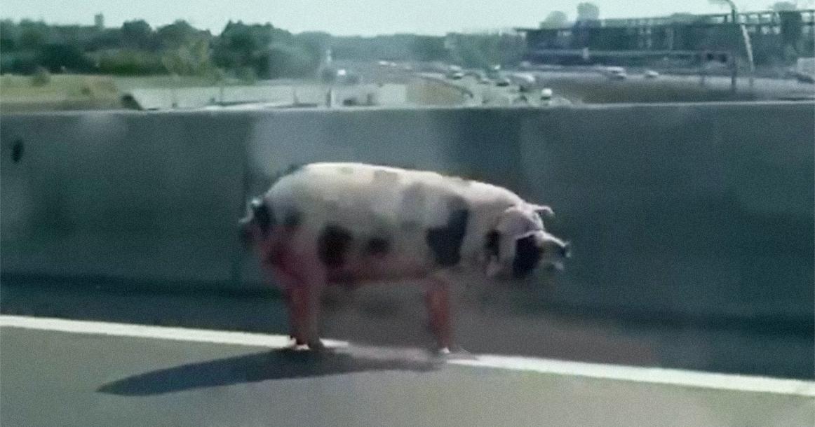 Огромную свинью поймали на проезжей части Дмитровского шоссе возле МКАД
