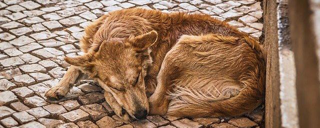 До конца года в Астрахани появится 6 приютов для бездомных животных