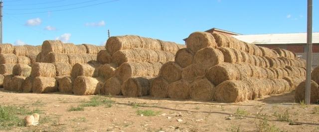 В Дагестане в 42 районах аграрии начали заготавливать корма
