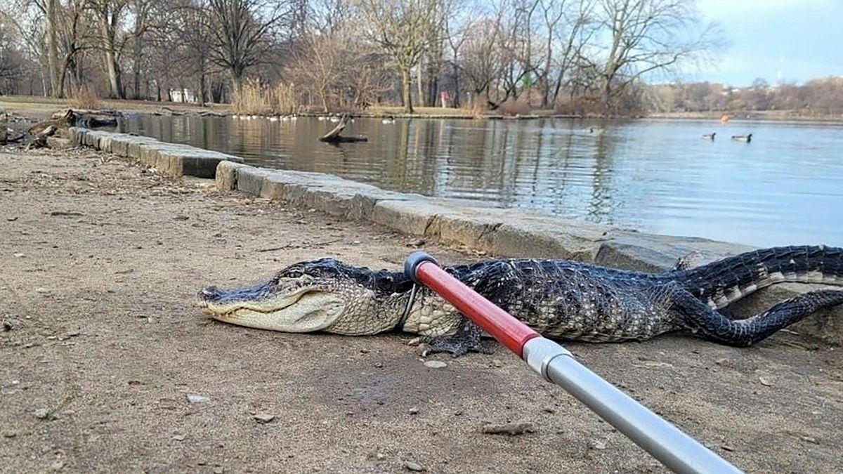Из паркового озера в центре Нью-Йорка вытащили огромного аллигатора