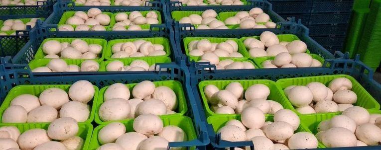 В Подмосковье вырастили 2,5 тысячи тонн грибов с начала года