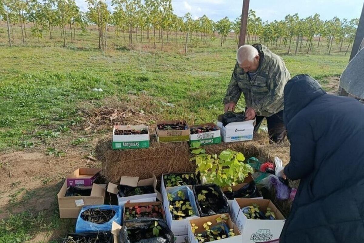 Лес для будущего: Калмыкия делает ставку на биотехнологии и клонирование деревьев