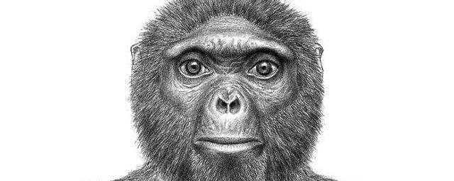 Ученые распознали человекоподобное существо возрастом 7 миллионов лет