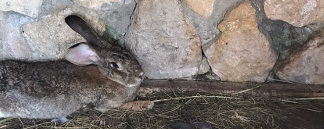 Владельца зоопарка под Рязанью оштрафовали за несоблюдение закона