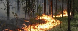 В Курганской области к тушению природных пожаров привлекли более тысячи человек