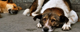 В Рязанской области ищут разработчика проекта строительства приюта для бездомных животных