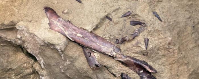 В России впервые найдены останки динозавра, жившего в меловой период