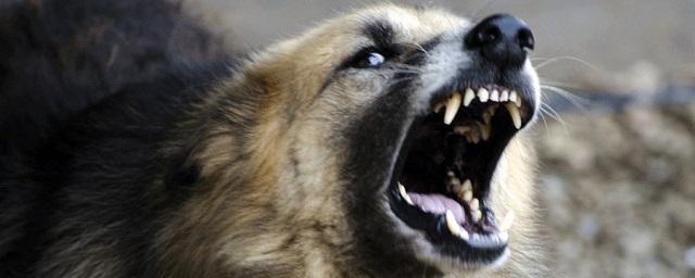 Собаки, задравшие животных в зоопарке «Баба Фрося» под Астраханью, убили еще 40 овец