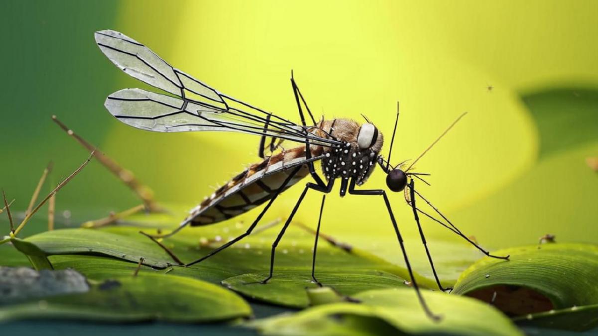 Эксперт: Во второй половине мая ожидается резкий рост популяции комаров