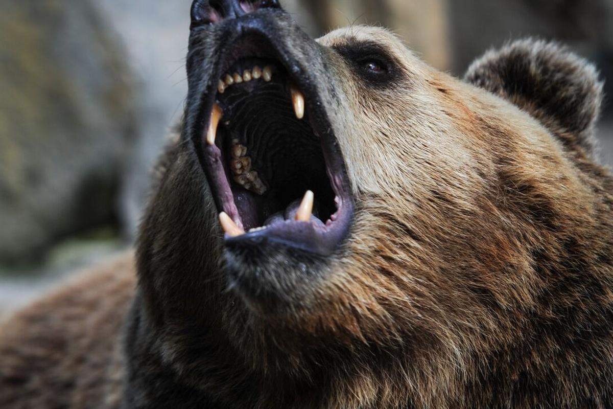Стало известно, почему на Камчатке медведь атаковал людей