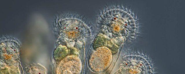 Ученые оживили замороженных 24 тыс. лет назад червей-коловраток