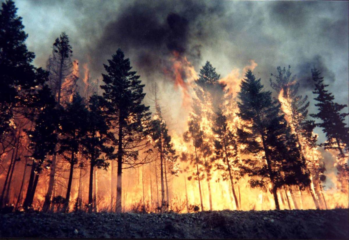 Экстренное предупреждение из-за пожаров объявлено с 15 по 18 июня в Новосибирской области