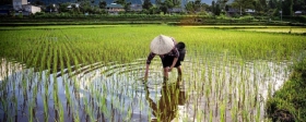 A Russian-Chinese scientific team has figured out how to double rice yields