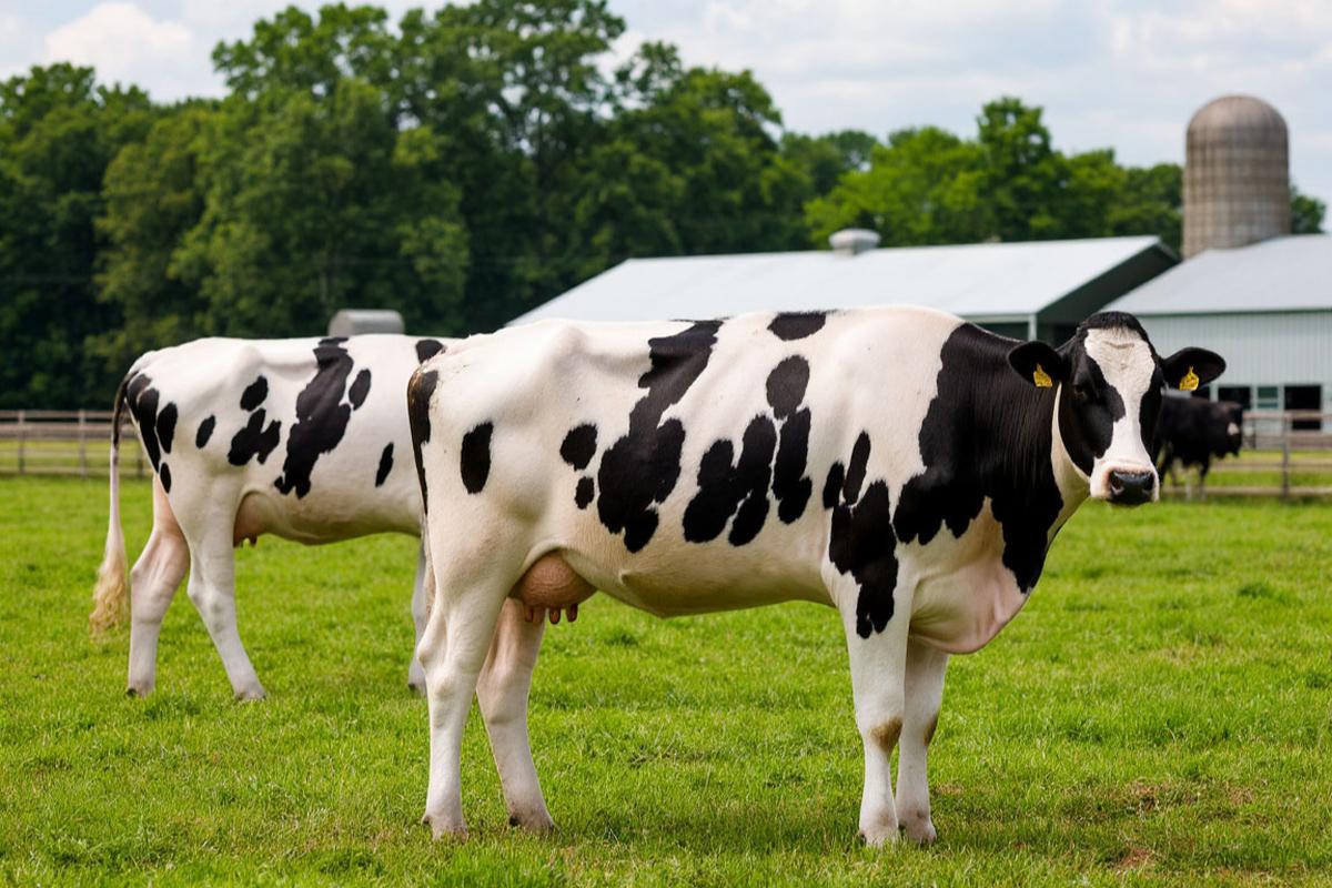 Башкортостан демонстрирует высокие результаты реализации крупных инвестиционных проектов в молочном скотоводстве.