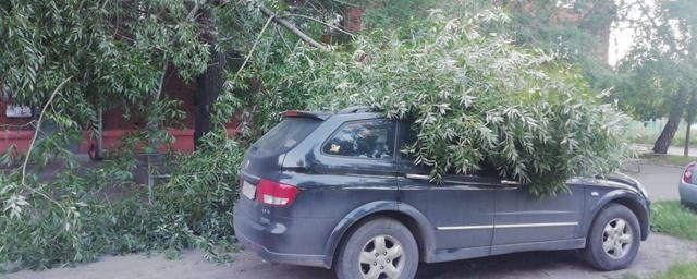 На машину депутата горсовета Омска упало дерево