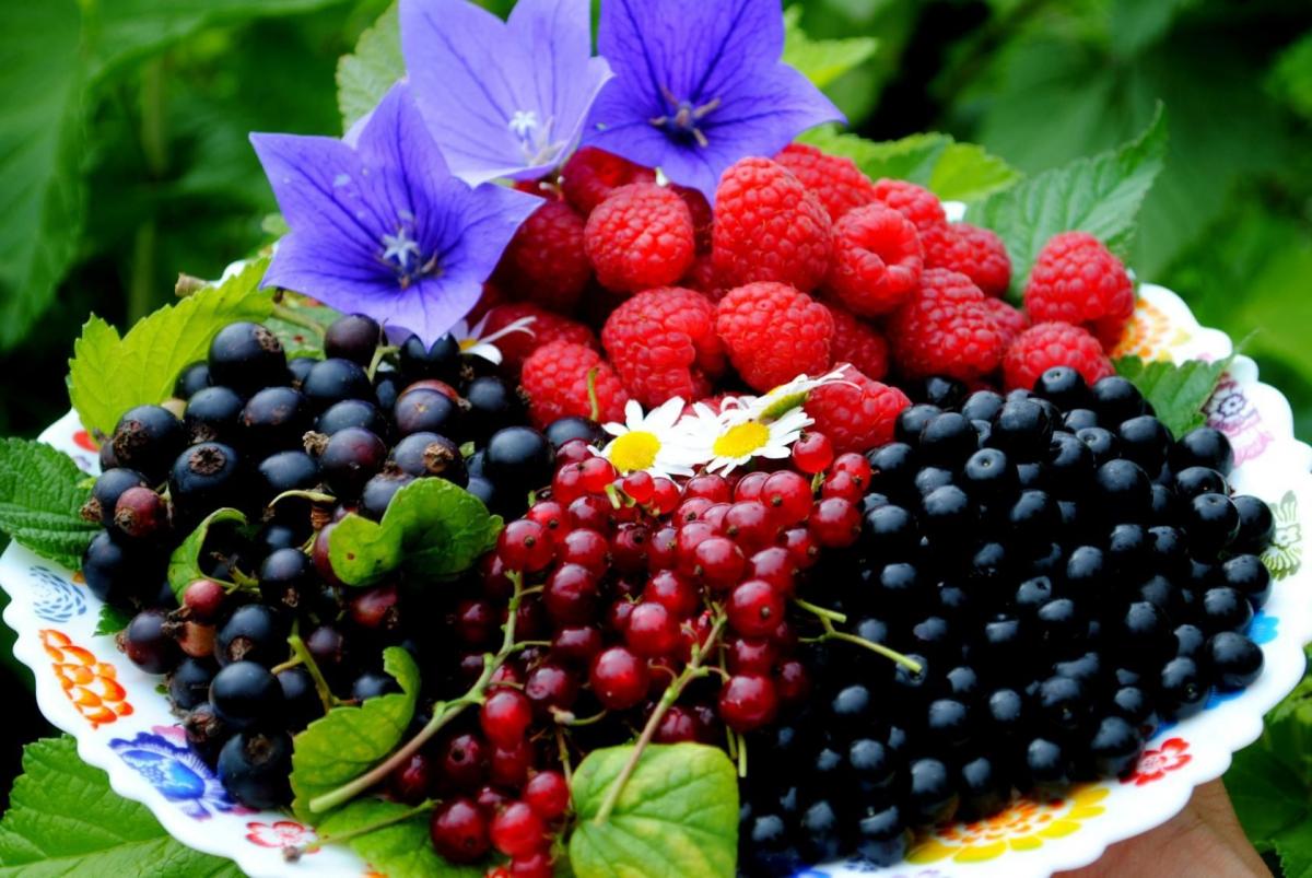 Нутрициолог Пономарева назвала сезонные ягоды, фрукты и овощи, которые следует покупать в июле