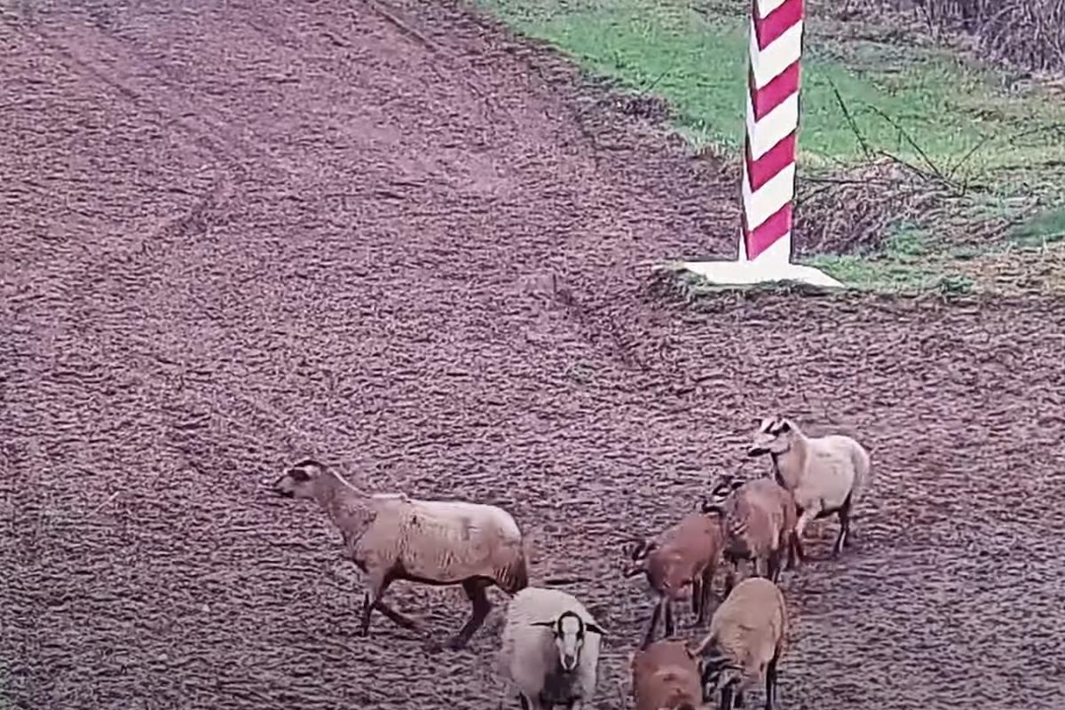 На Украину произошло неожиданное «вторжение» овец со стороны Польши