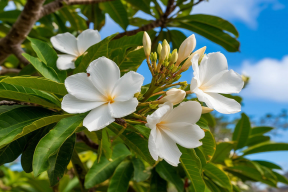В Австралии ученые обнаружили дерево «зомби», зараженное миртовой ржавчиной