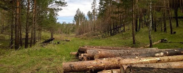 В Тыве за незаконную рубку лиственницы осуждён депутат села Иштии-Хем