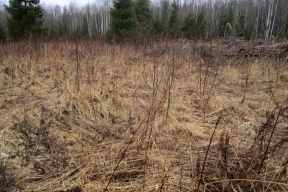 В Тверской области конфисковали сельскохозяйственную землю, заросшую сорняками