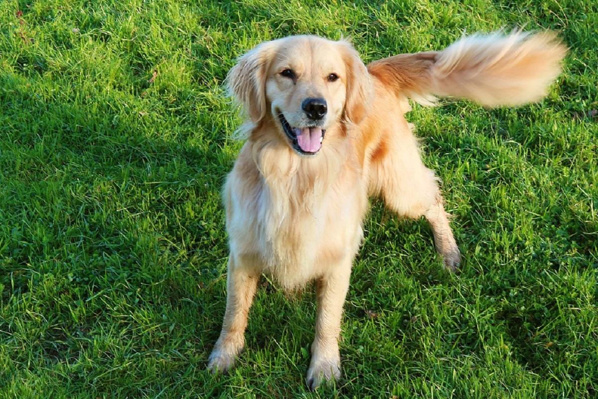 Ученые выяснили, когда собаки научились махать хвостом