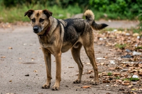 В Липецкой области ищут подрядчика для отлова бездомных собак