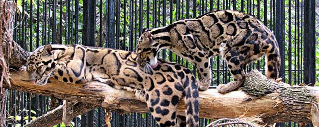 Самку дымчатых леопардов из новосибирского зоопарка ждет искусственное оплодотворение