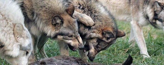 Смоленскую область атакуют волки