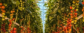 В Липецкой области построят энергоцентр для выращивания экологически чистых овощей