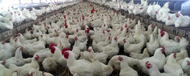 Новосибирские птицефабрики наращивают объемы производства продукции