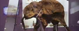 На Ямале впервые показали обнаруженный два года назад скелет мамонта Тадибе