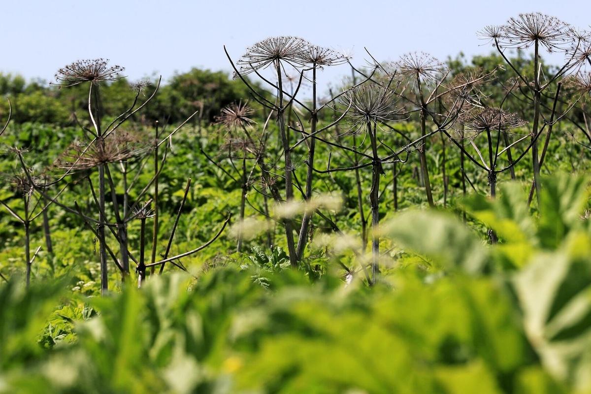 С 1 марта 2026 года борьба с борщевиком станет обязанностью всех землевладельцев