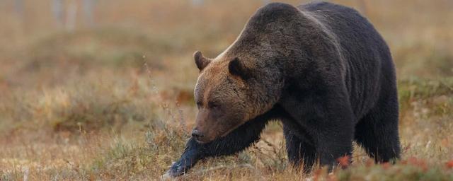 В Магадане ликвидировали медведицу с пестуном, терроризовавших окраины города