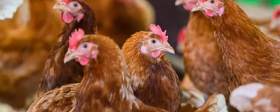 ФНС просит признать птицефабрику «Лебяжье» в Ленобласти банкротом