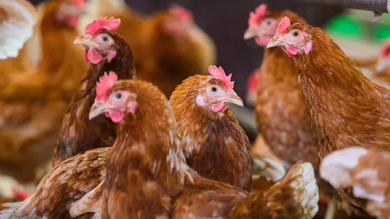 ФНС просит признать птицефабрику «Лебяжье» в Ленобласти банкротом