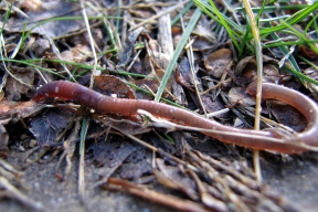 Дождевые черви могут помочь обнаружить присутствие антибиотиков в почве