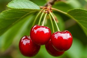 Скрытое оружие против рака: как обычная вишня подавляет самую агрессивную форму опухоли груди