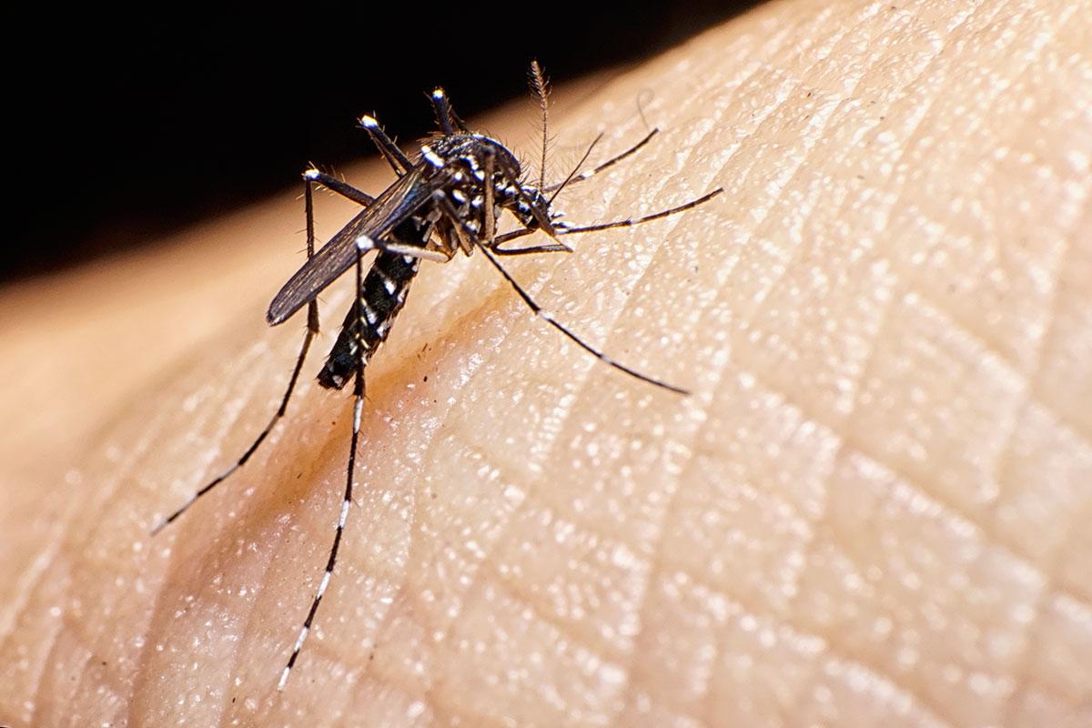 Ученый КФУ Ризванов пояснил, что может спровоцировать распространение лихорадки Западного Нила через комаров