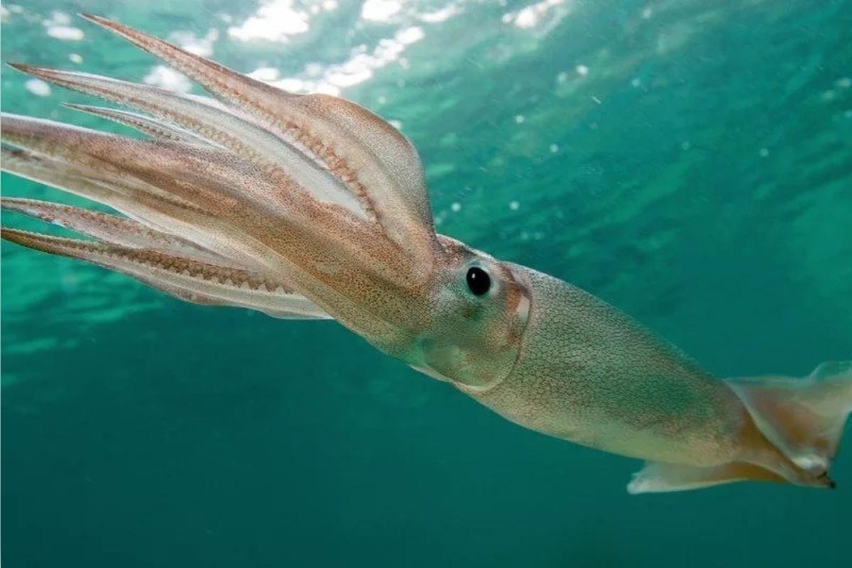 Ученые выясняли, когда на земле появились кальмары