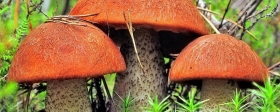 На Алтае планируют организовать грибные туры