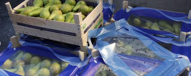 В Барнауле утилизировали 300 кг санкционных груш из Польши