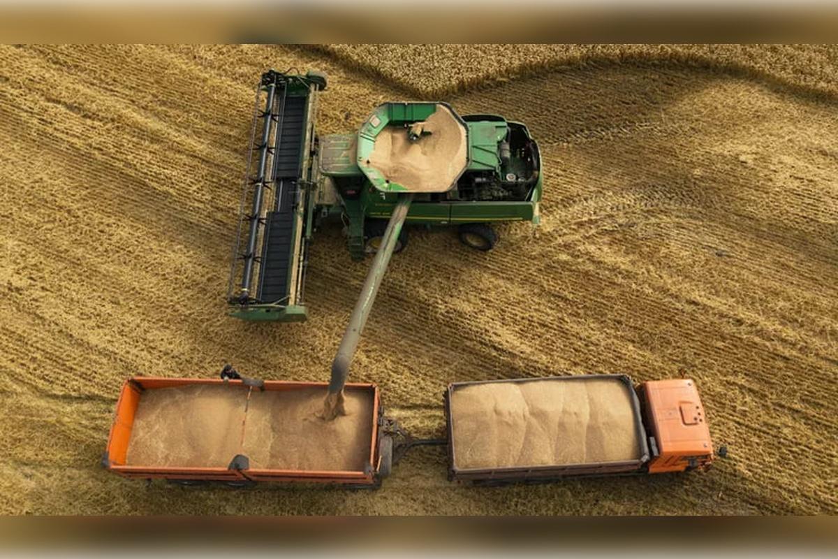 Урожай зерна в России попал в пятерку лучших в истории страны по показателям 2024 года