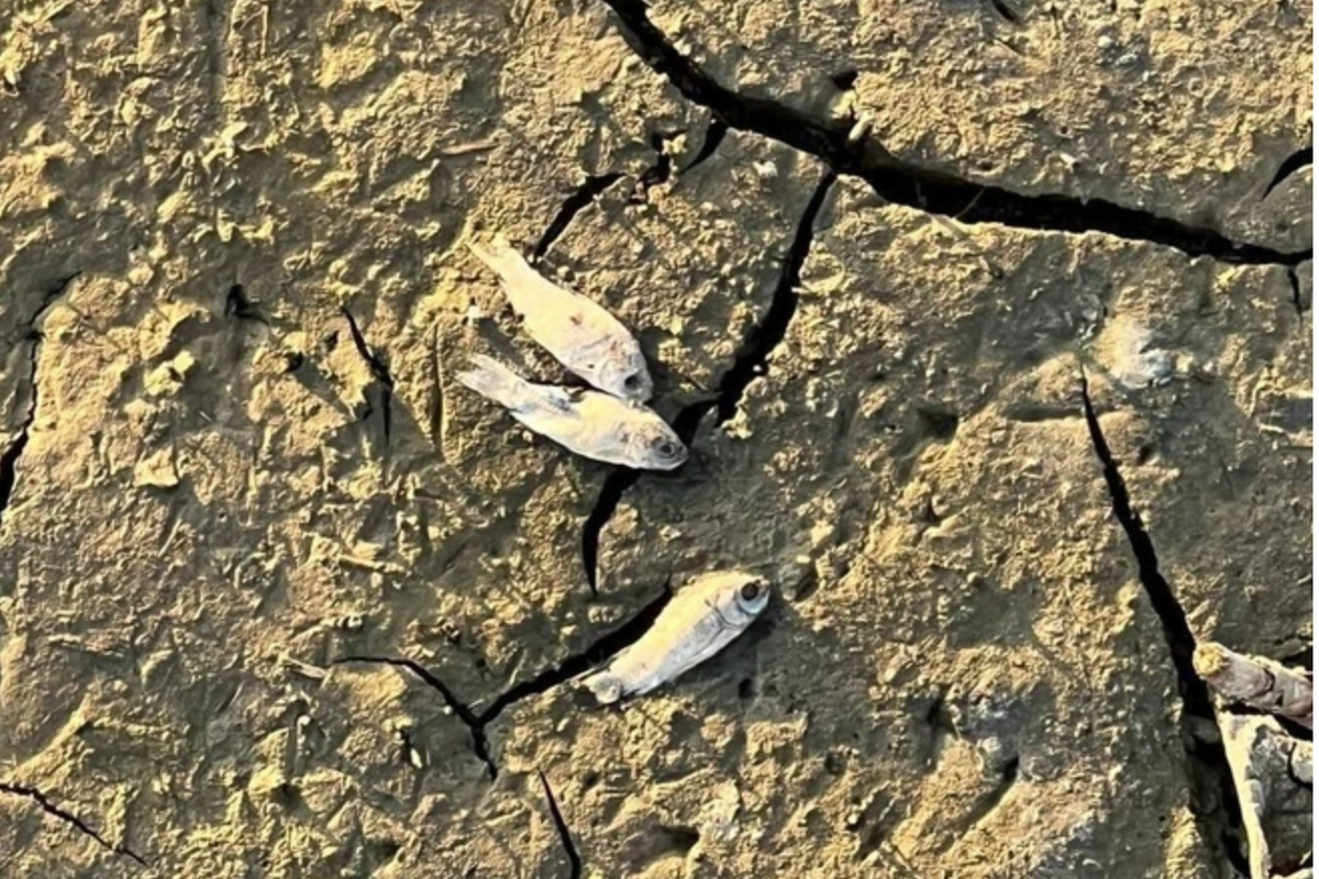 В Ростовской области на глазах у всех убивают реку, а животные тонут в грязи