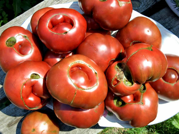 Эксперт Алексеева рассказала, можно ли употреблять в пищу некрасивые помидоры