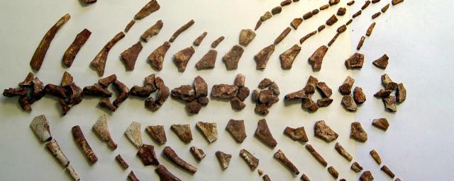 В Самарской области нашли скелет древней амфибии