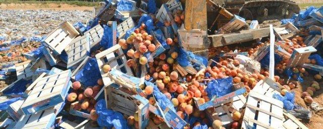В Иванове уничтожили 8 партий санкционных овощей и фруктов